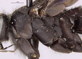 Media type: image;   Entomology 10020 Aspect: thorax lateral